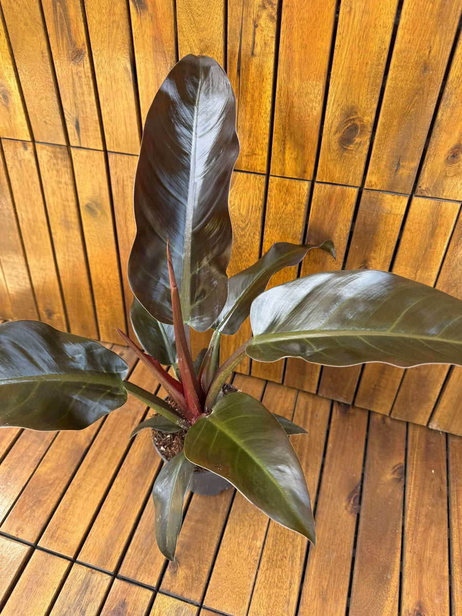 Philodendron 'Imperial Red' en Capi Nature Groove main image 1