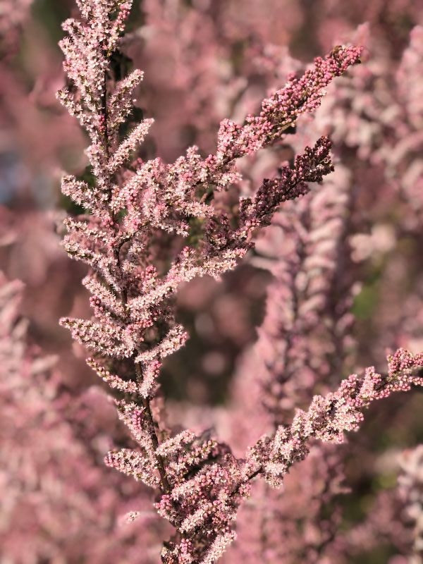 Tamarix