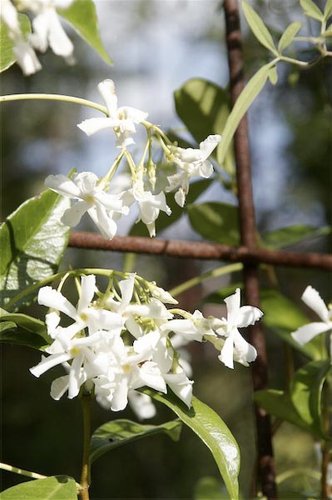 Trachelospermum Jasminoides White