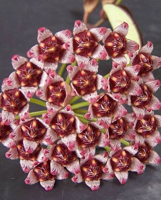 Hoya Wayetii Variegated