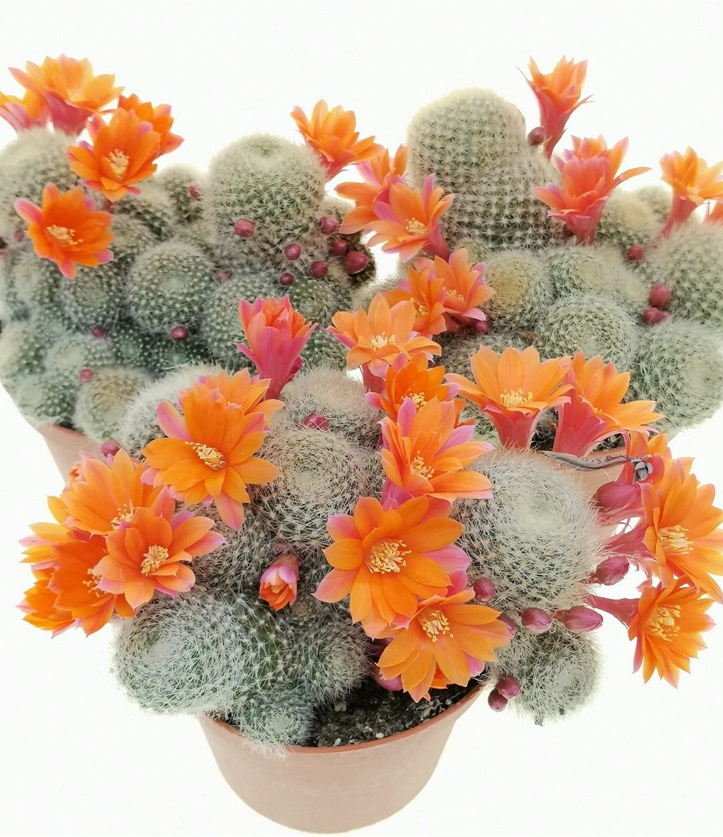 Rebutia Fabritzi