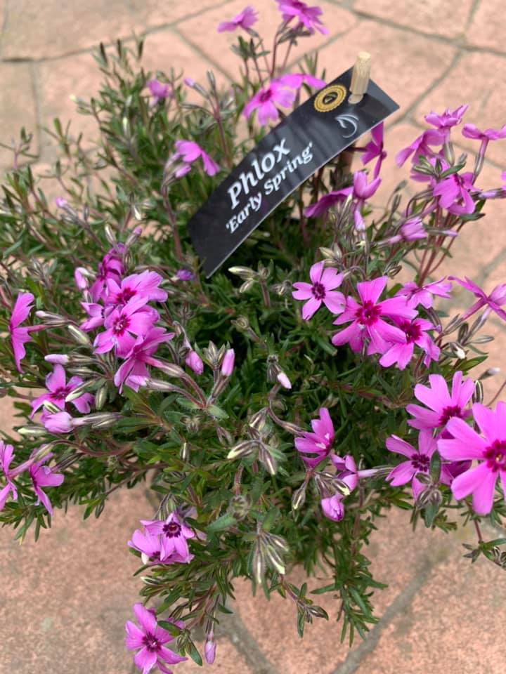 Phlox Subulata Atropurpurea