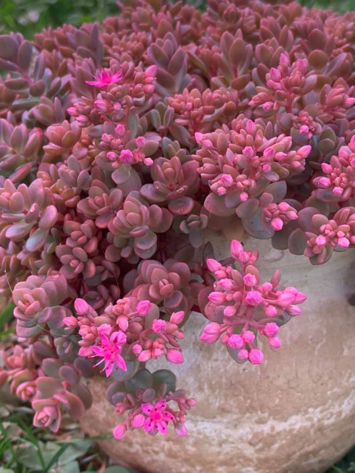 Sedum Cyaneum