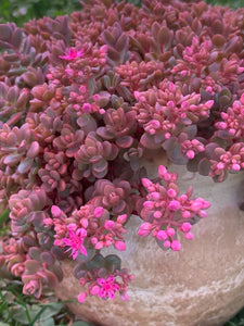 Sedum Cyaneum
