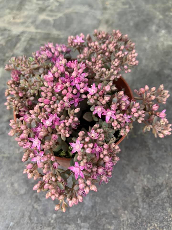 Sedum Cyaneum