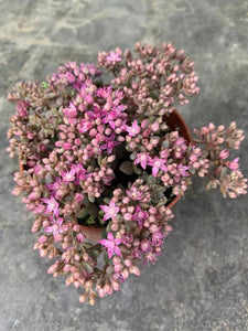 Sedum Cyaneum