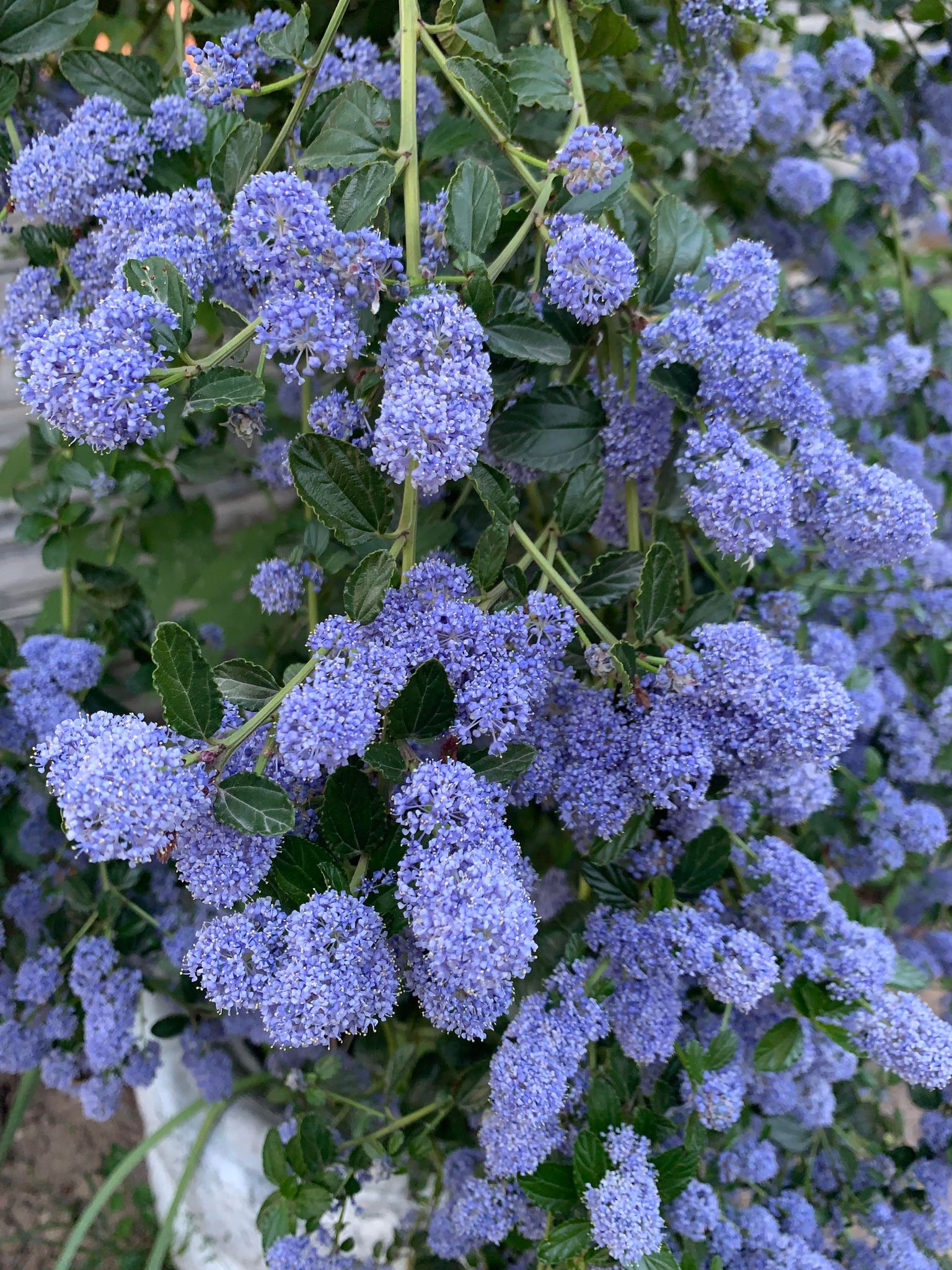 Ceanothus