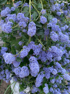 Ceanothus