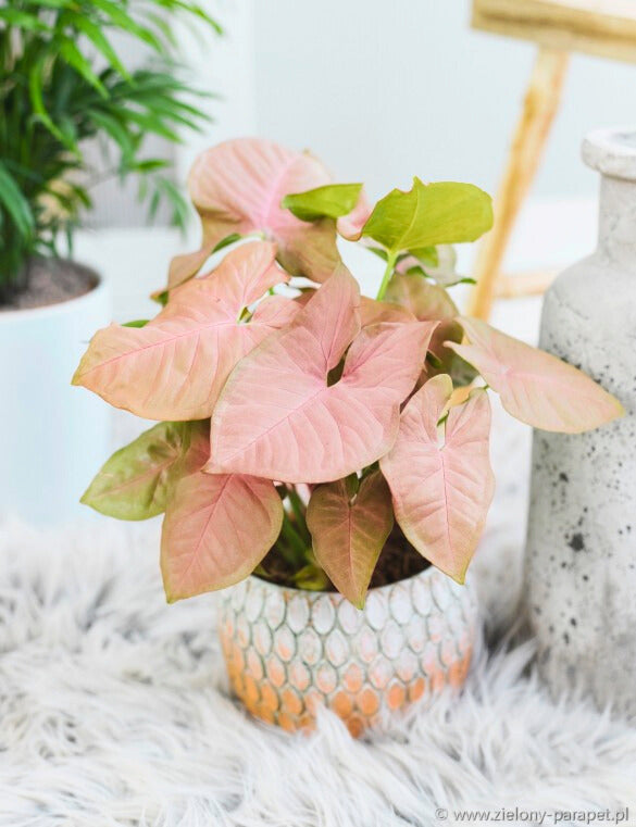 Syngonium Neon Robusta