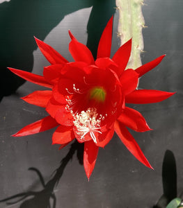 Epiphyllum Red Tip