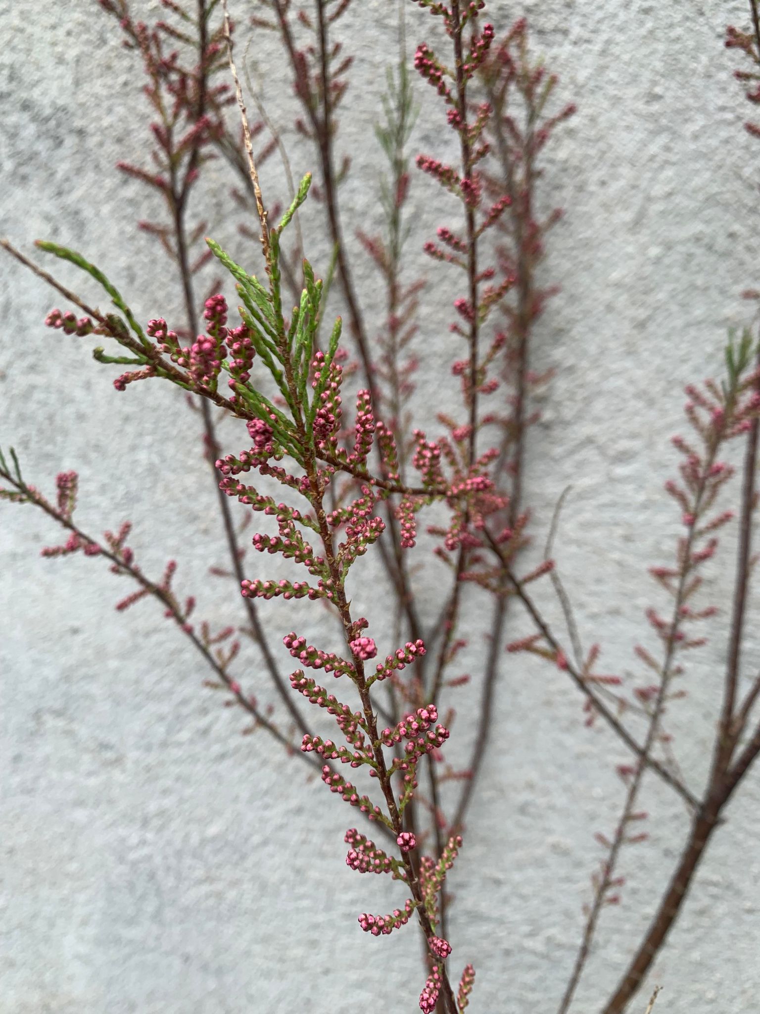 Tamarix
