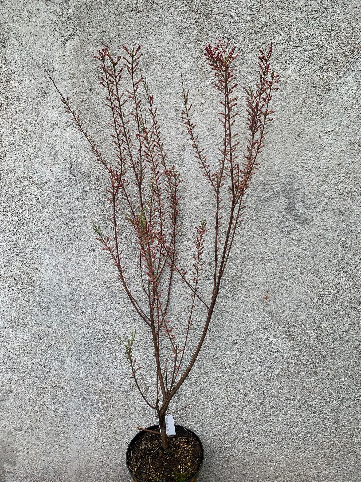 Tamarix
