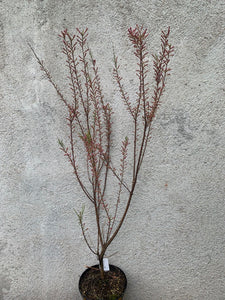 Tamarix