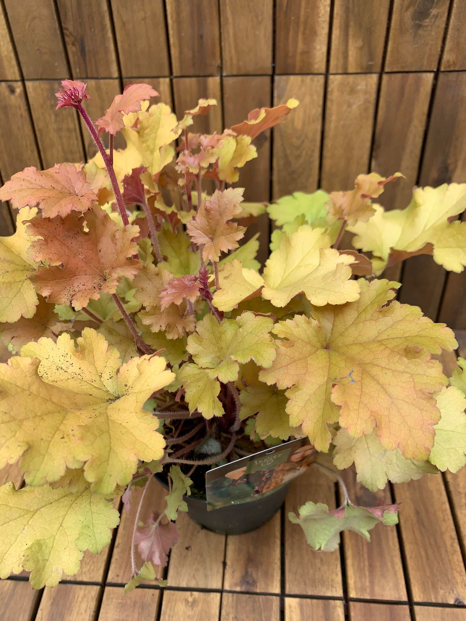 Heuchera Marmalade - Purpurglöckchen Heuchera Marmalade - Purpurglöckchen