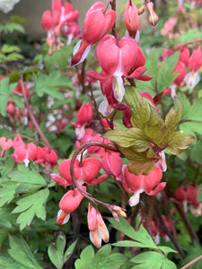 Dicentra Valentine XXL