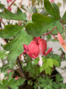 Dicentra Valentine XXL