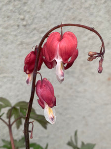 Dicentra Valentine XXL