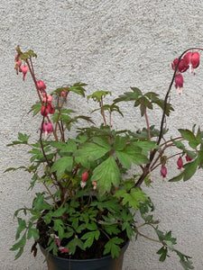 Dicentra Valentine XXL