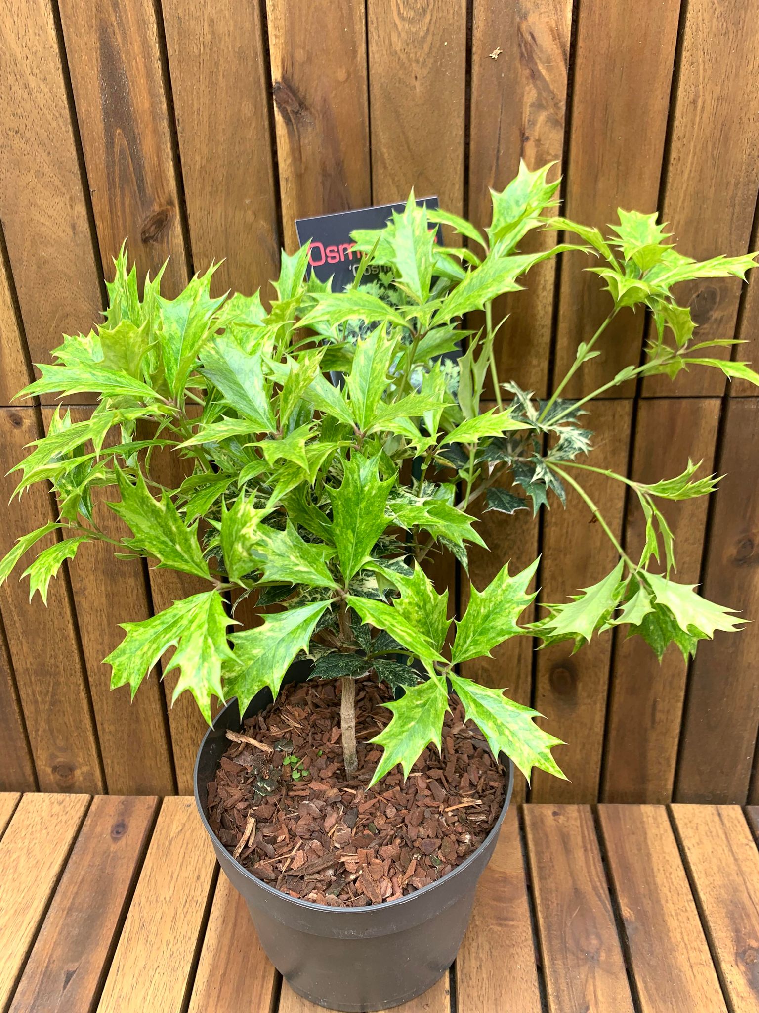 Osmanthus Goshiki