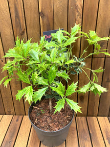 Osmanthus Goshiki