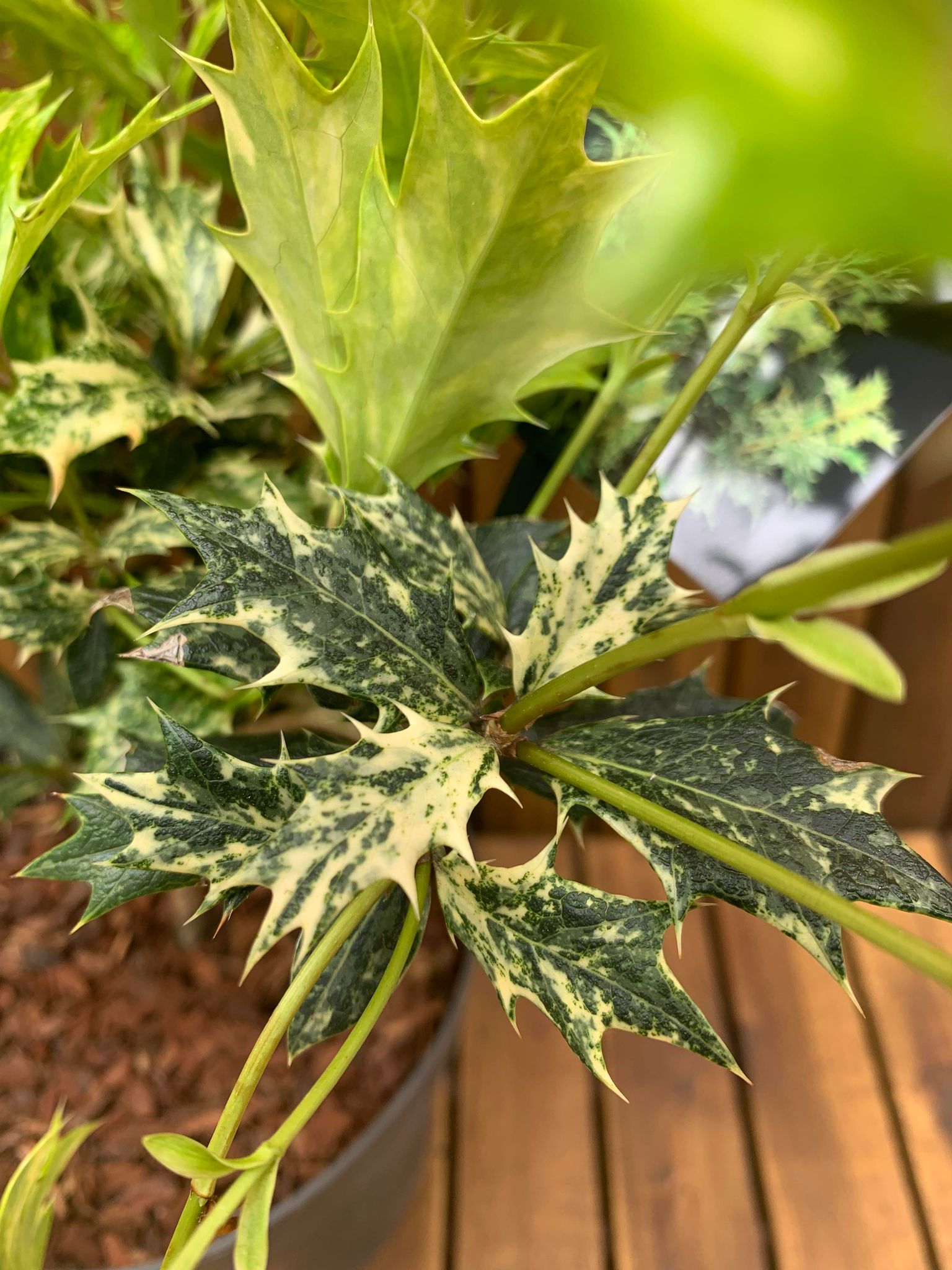 Osmanthus Goshiki