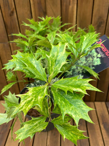 Osmanthus Goshiki