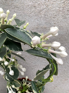 Stephanotis Alpine/Iasomie variegata (fara flori)