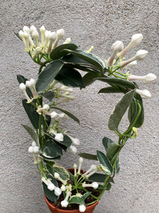 Stephanotis Alpine/Iasomie variegata (fara flori)