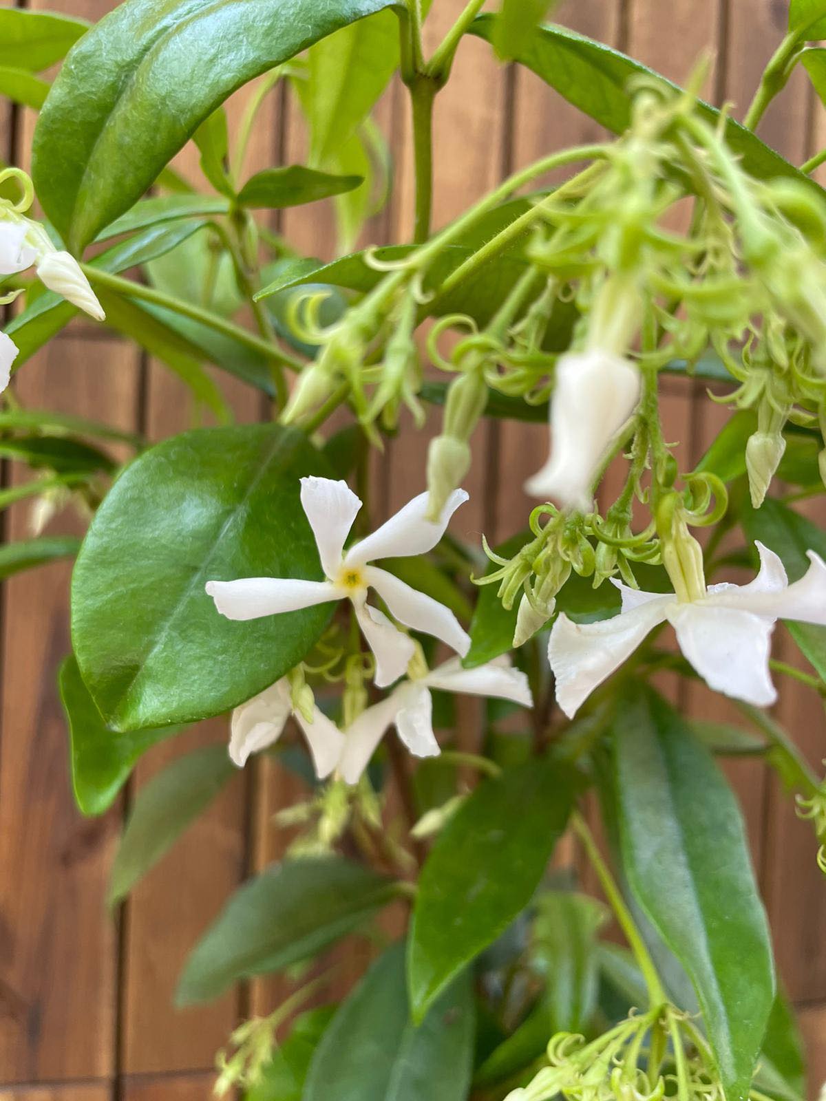 Trachelospermum Jasminoides White