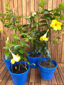 Dipladenia Diamantina D19