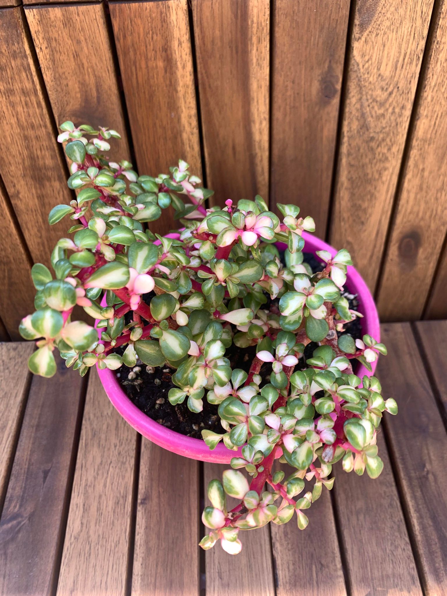 Portucalaria Afra Variegata Bonsai