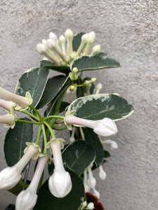 Stephanotis Alpine/Iasomie variegata (fara flori)
