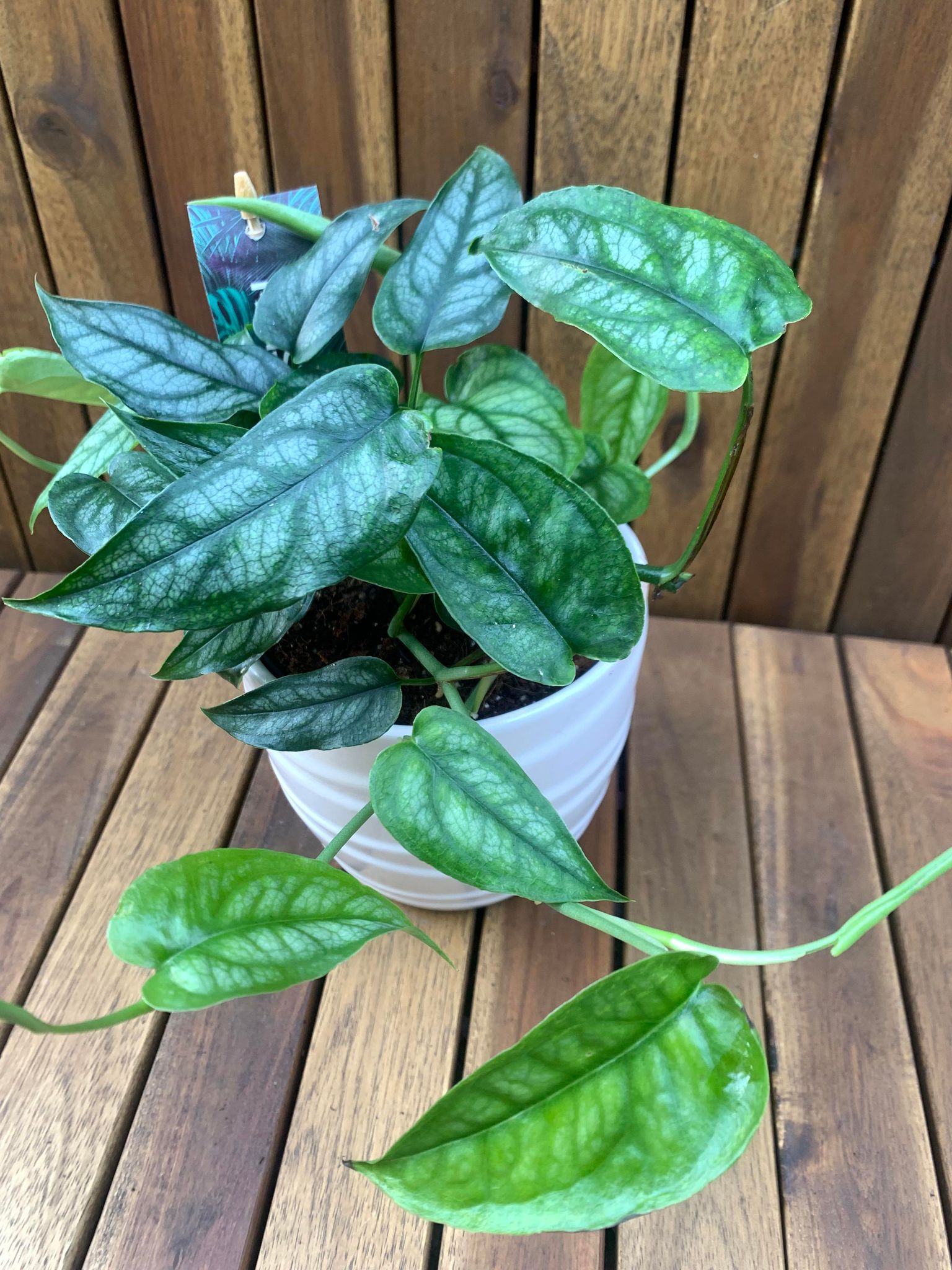 Monstera Siltpecana