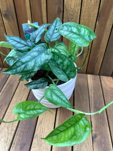 Monstera Siltpecana