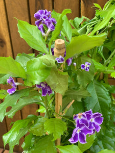 Duranta Erecta