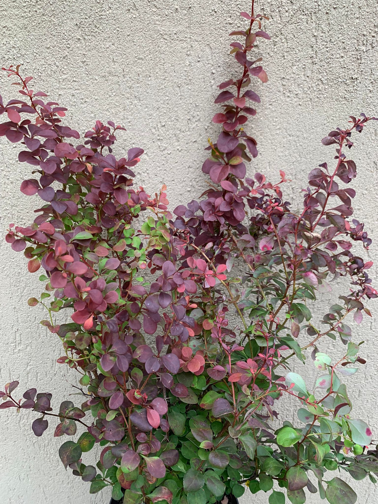 Berberis Atropurpurea