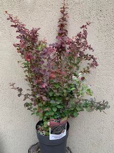 Berberis Atropurpurea