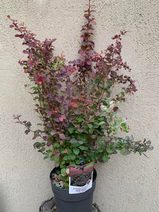 Berberis Atropurpurea