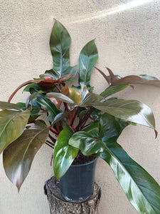 Philodendron Florida Bronze