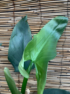 Philodendron Silver Queen