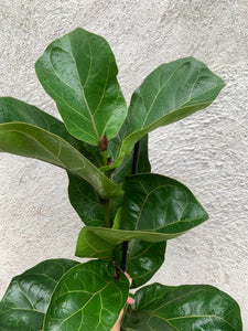 Ficus Lyrata Bambino