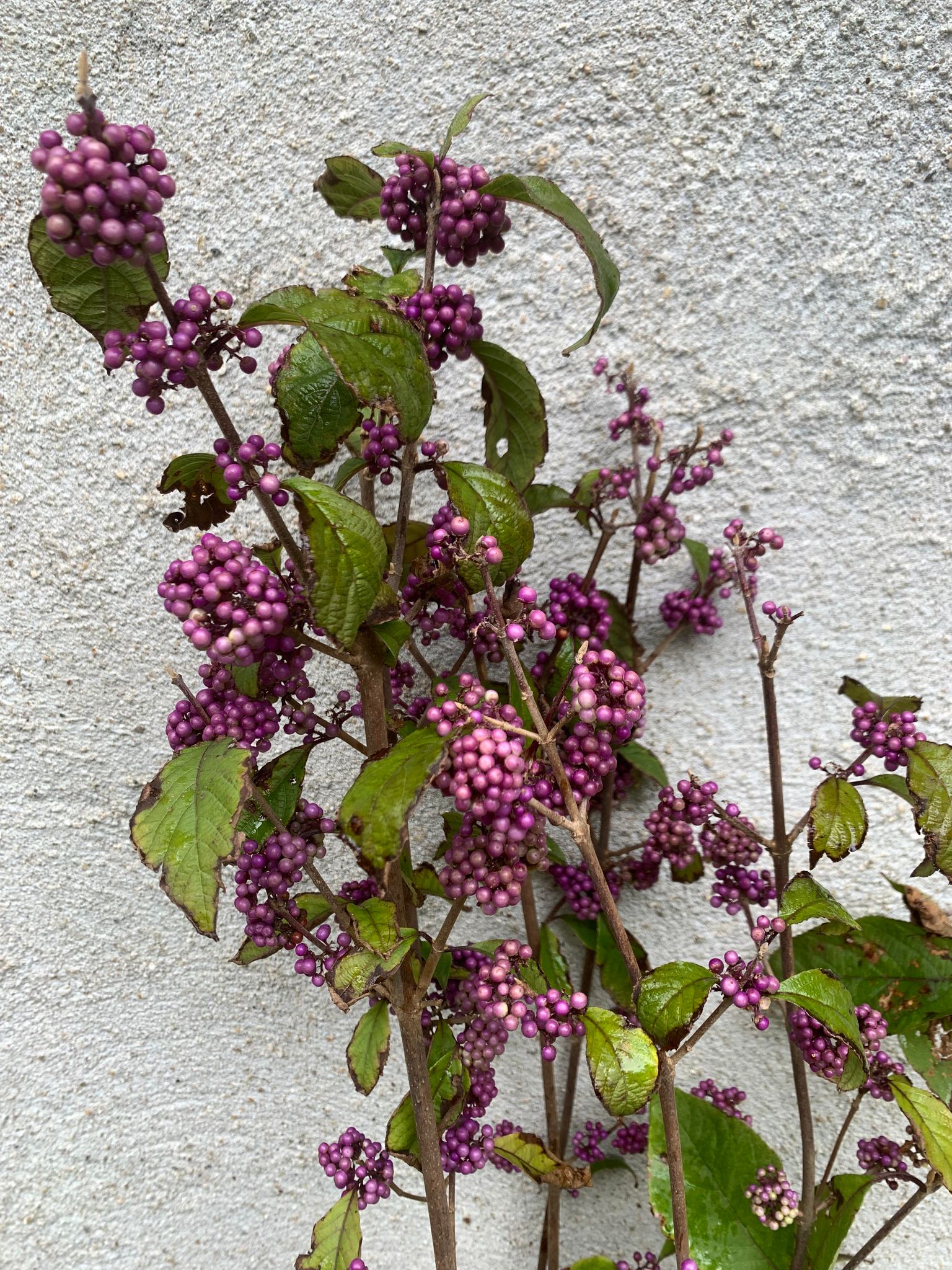 Callicarpa