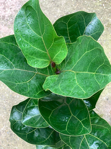 Ficus Lyrata Bambino