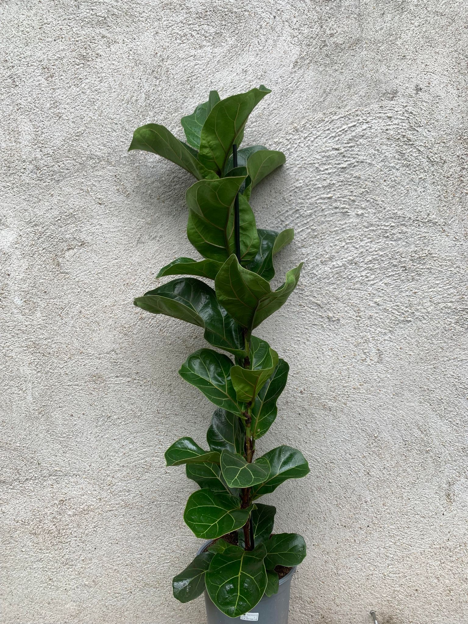 Ficus Lyrata Bambino