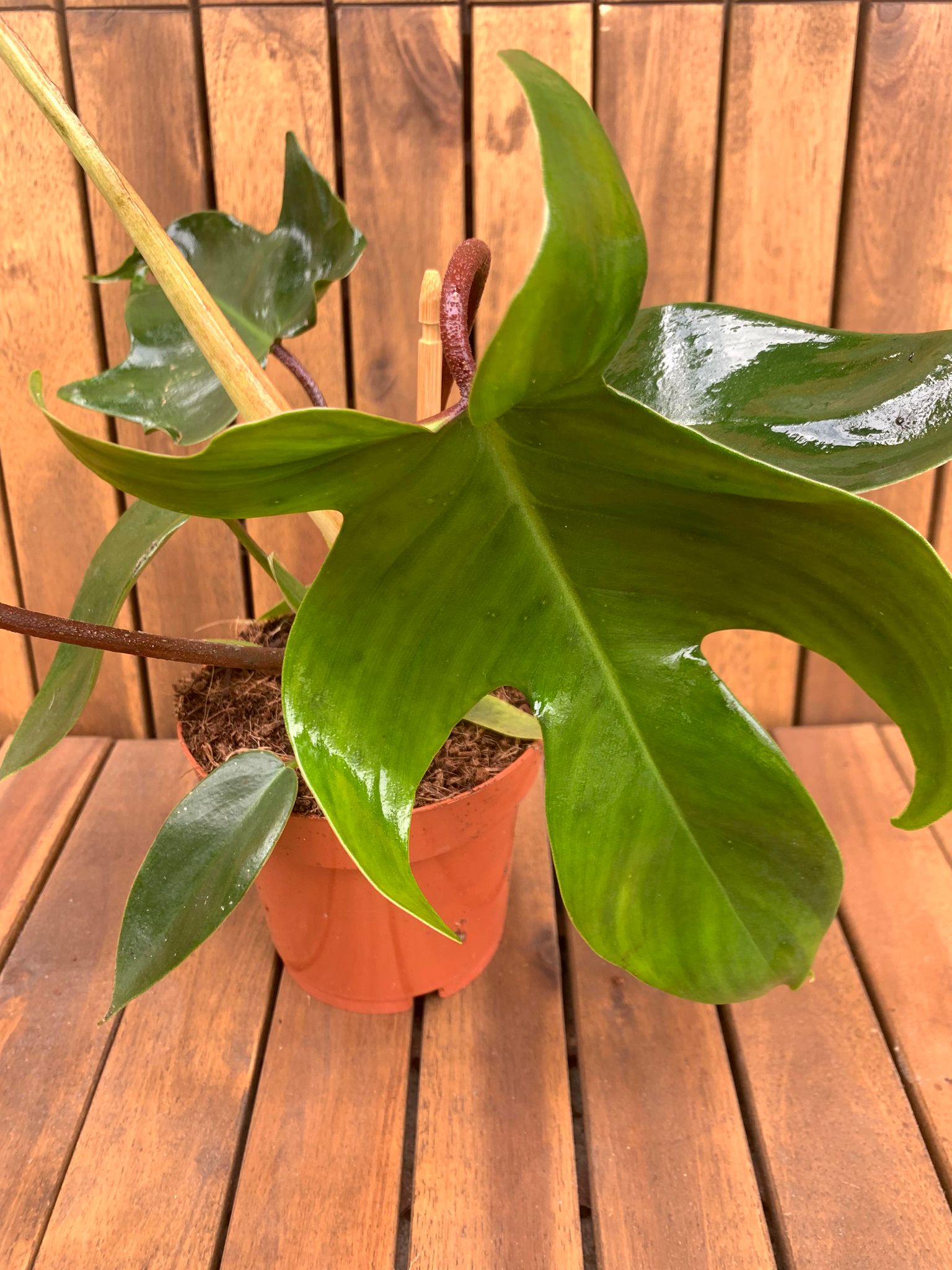 Philodendron Green Florida