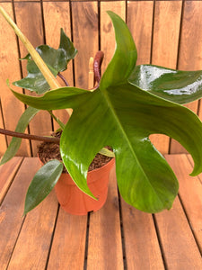 Philodendron Green Florida