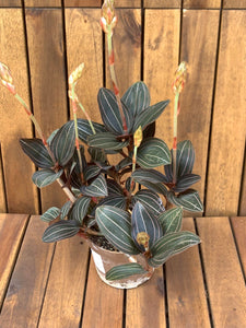 Ludisia Discolor