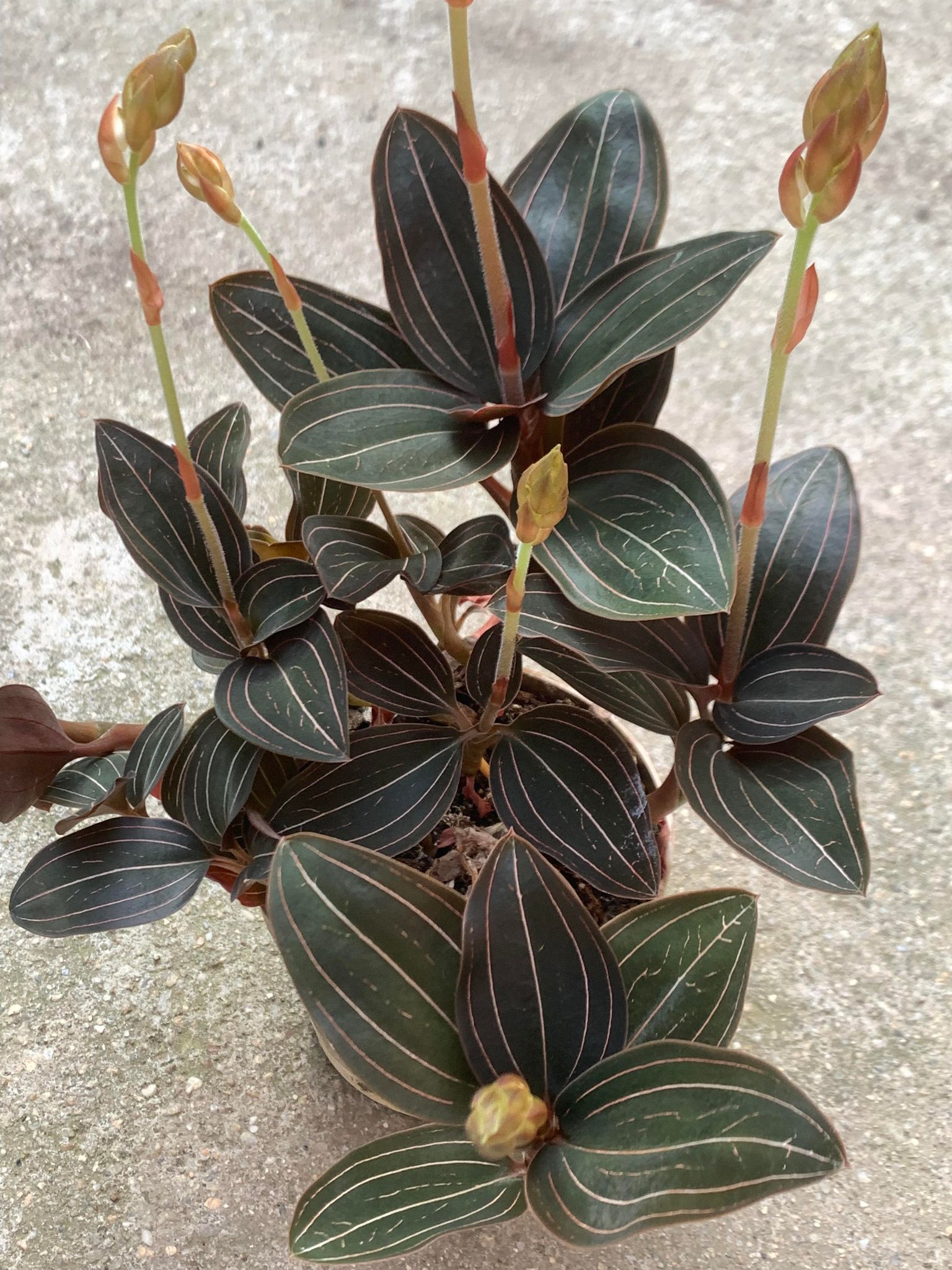 Ludisia Discolor
