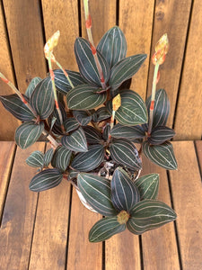 Ludisia Discolor
