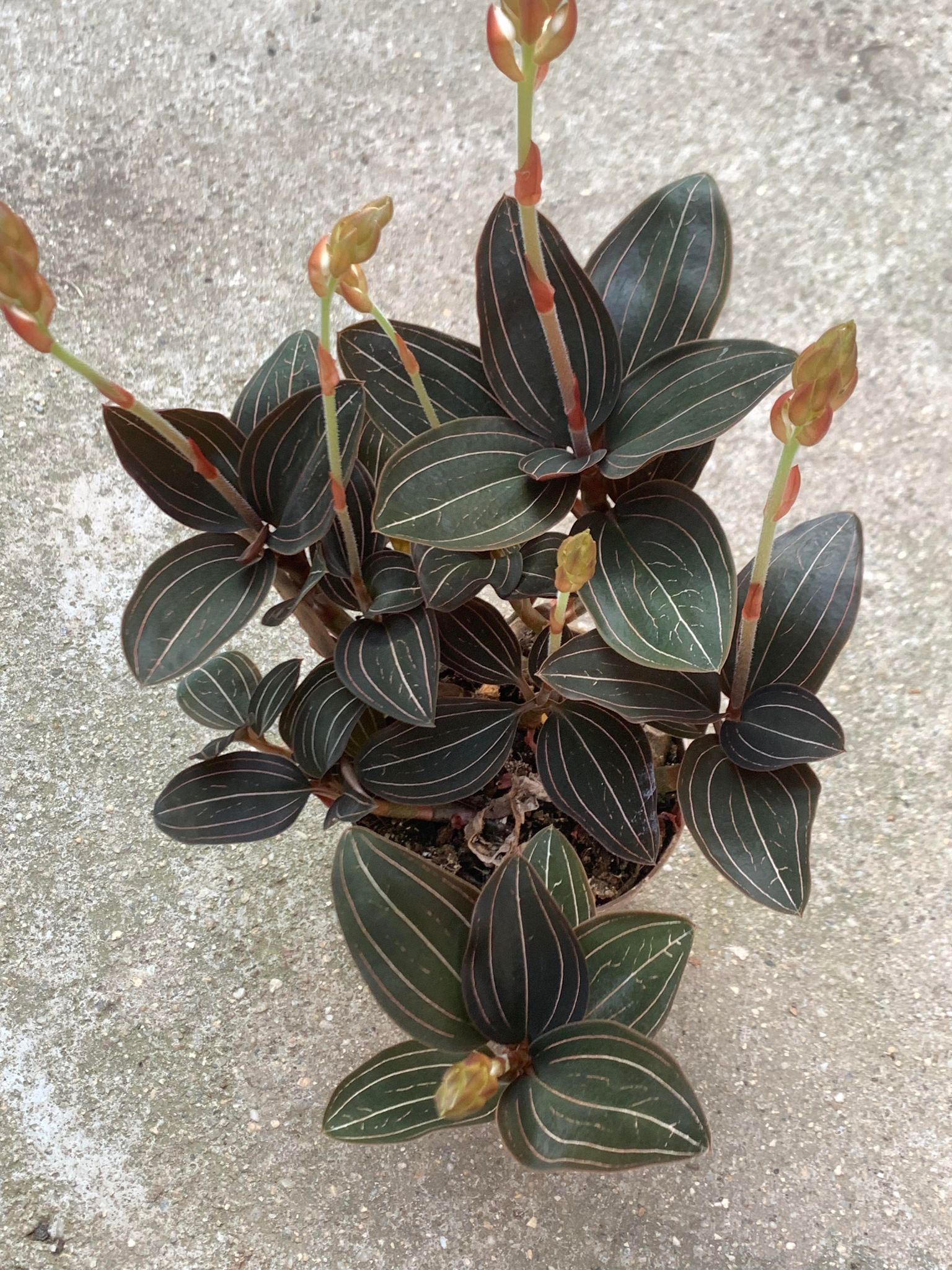 Ludisia Discolor